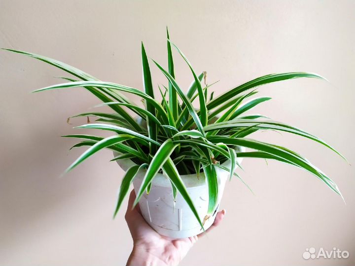 Хлорофитум