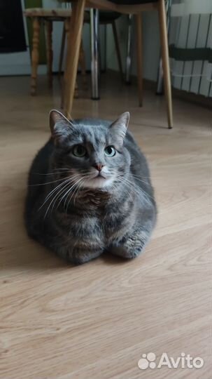 Кошка в дар бесплатно