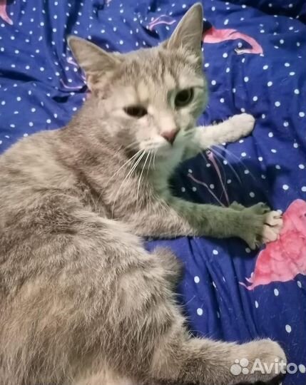 Серебристая красавица Маруся в поиске дома