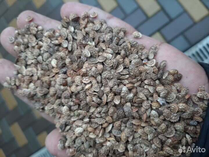 Семена люцерна