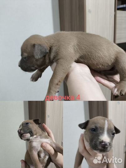 Щенки амстаффа девочки