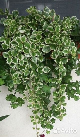 Плектрантус ампельный