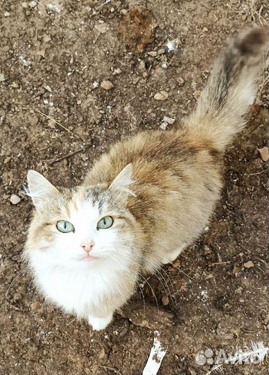 Кошечка в добрые руки