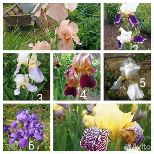 Ирис
