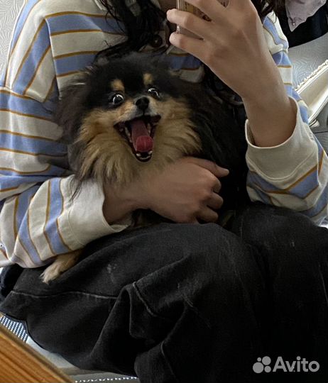 Передержка животных, выгул собак