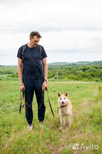 Шикарный кобель в поисках дома