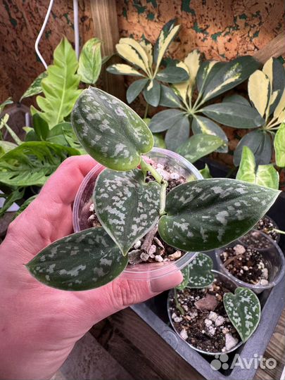 Сциндапсус пиктус