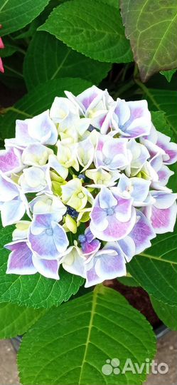 Цветущие растения