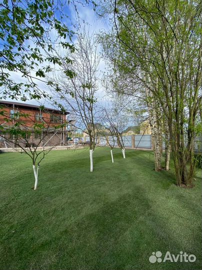 Рулонный газон 