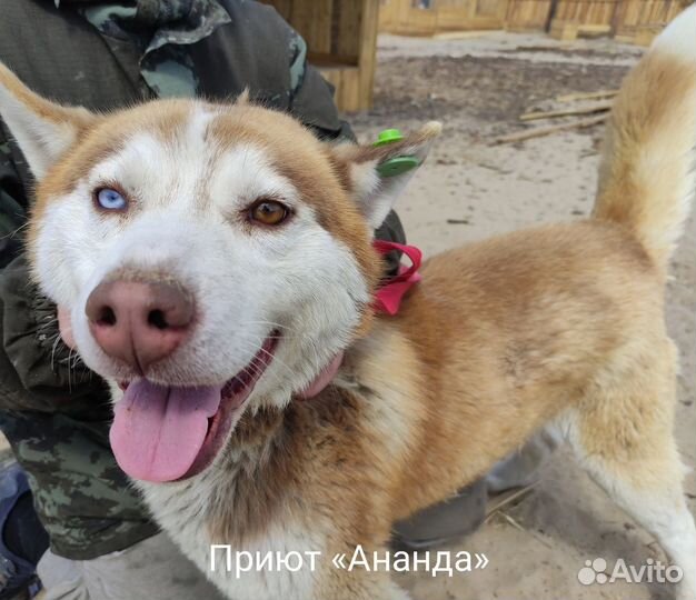 Молодой пес ждет хозяина в приюте