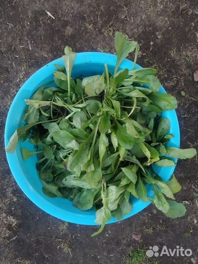 Маргаритки