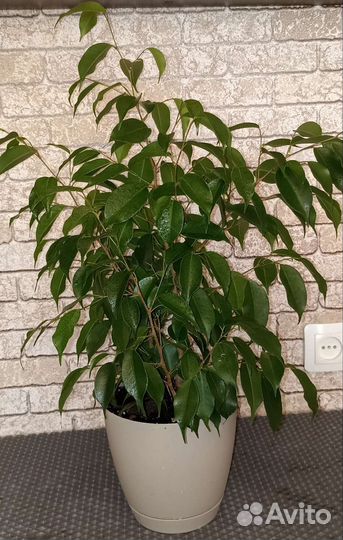 Бенджамина