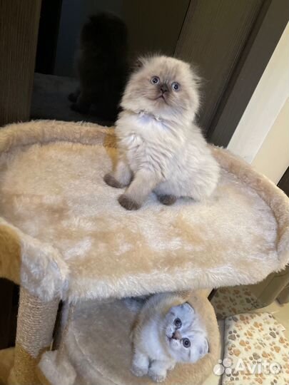 Скоттиш фолд Шотландские котята