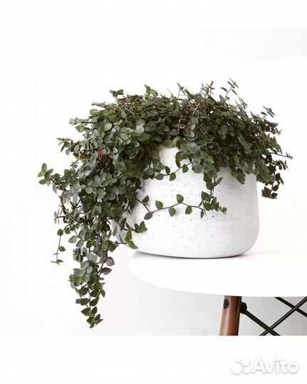 Каллизия ползучая