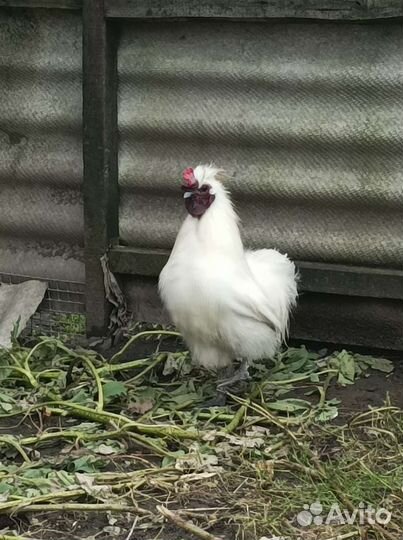 Петухи бентамка и китайский шёлковый