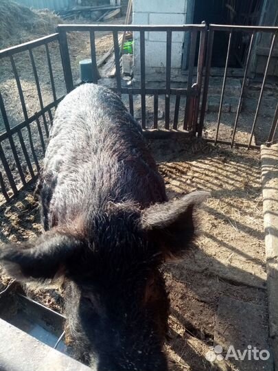 Хряк на племя