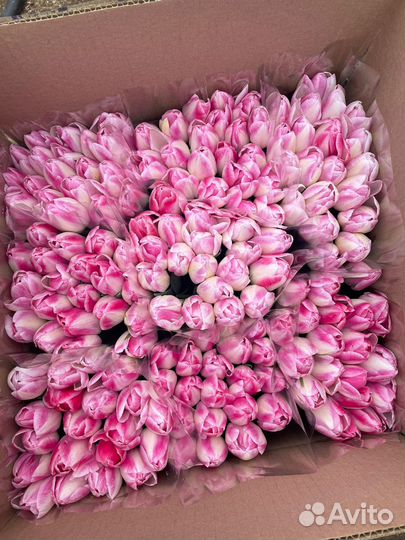 Свежие тюльпаны опт напрямую с теплицы