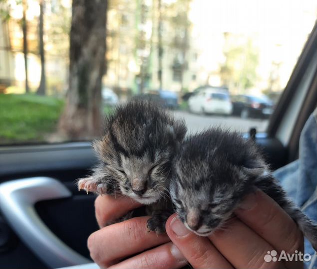 Новорожденных котят выкинули в закрытой коробке
