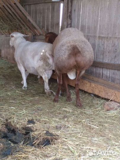 Баран на племя