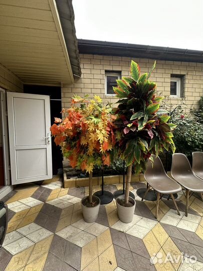 Пальма драцена