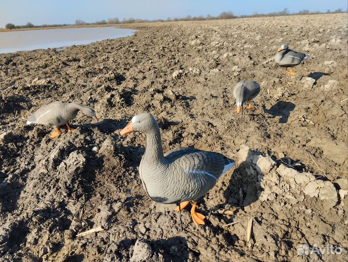 Чучела Белолобого гуся 3D XPE