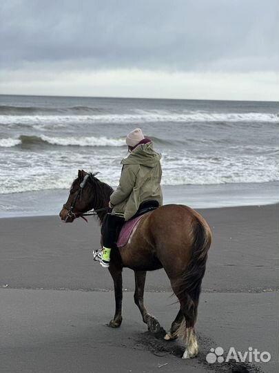 Конные прогулки