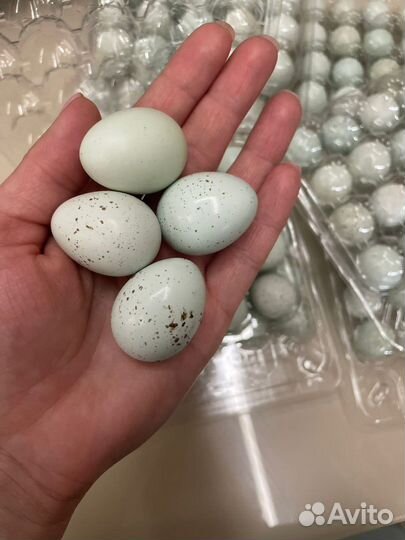 Яйца перепелиные домашние