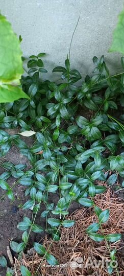 Почвопокровные растения