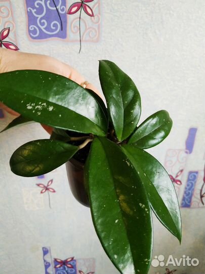 Хойя, крассула