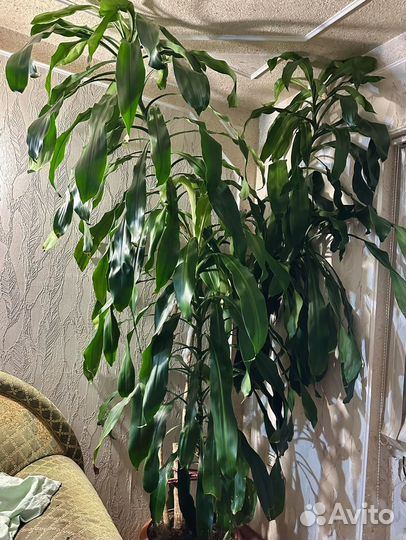 Драцена ароматная