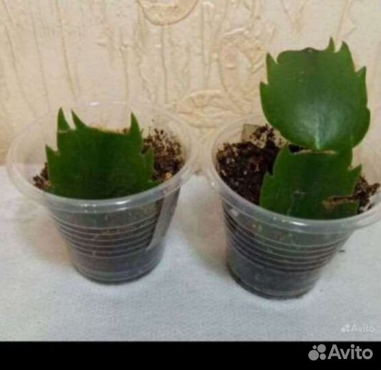 Шлюмбергеры махровые