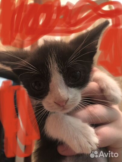 Котик в добрые руки