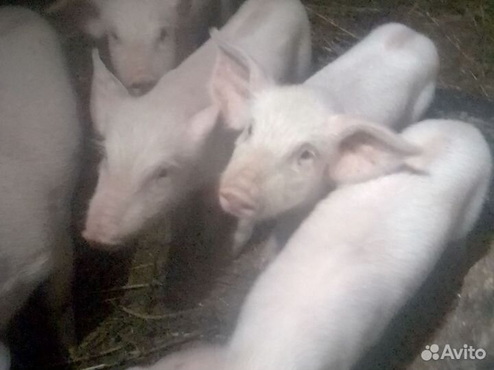 Поросята