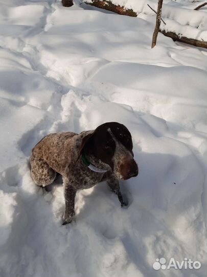 Курцхаар вязка