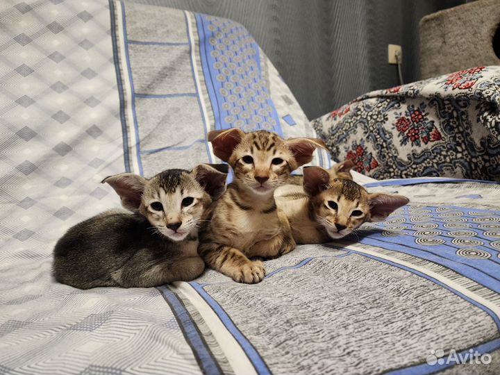 Ориентальные котята