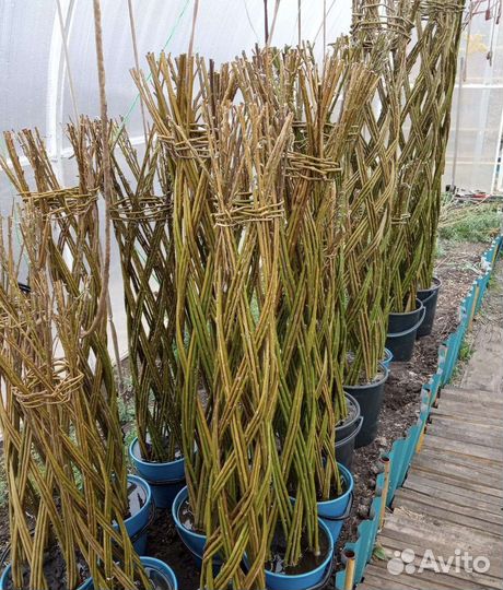 Сибирская пальма из ивы