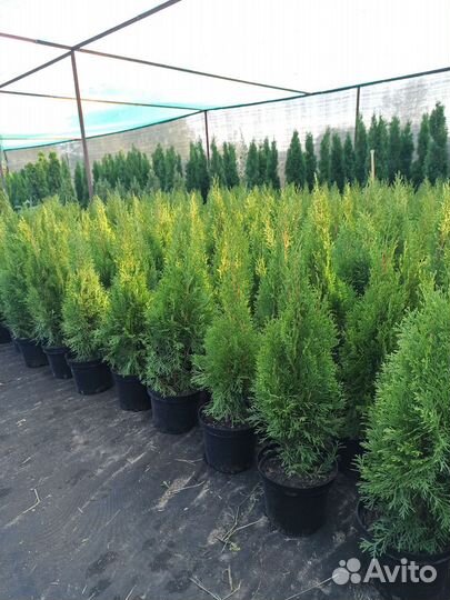 Туя смарагд