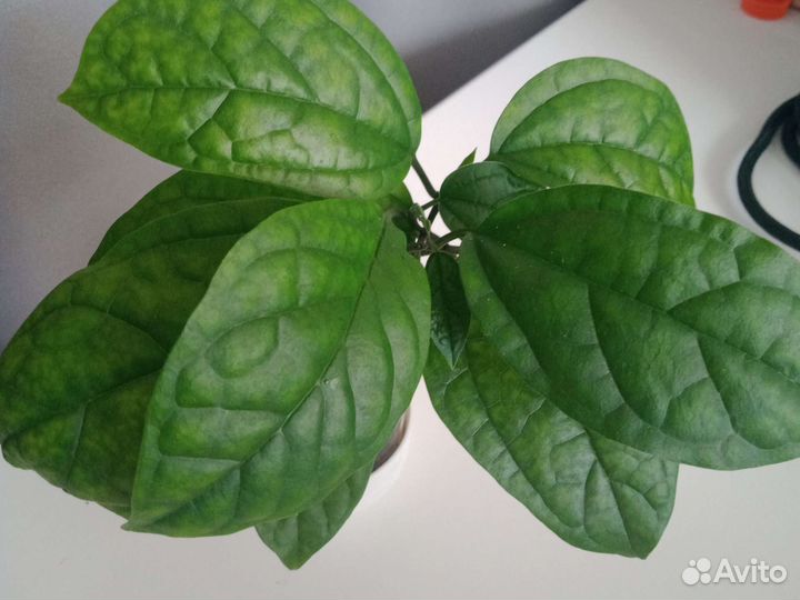 Клеродендрум госпожа томпсон