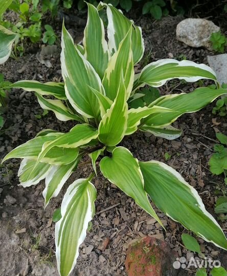 Хоста растение