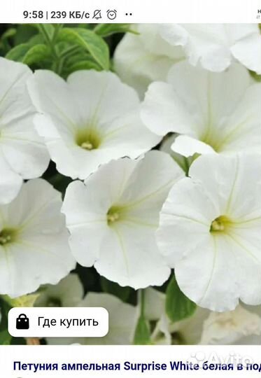 Растения для сада