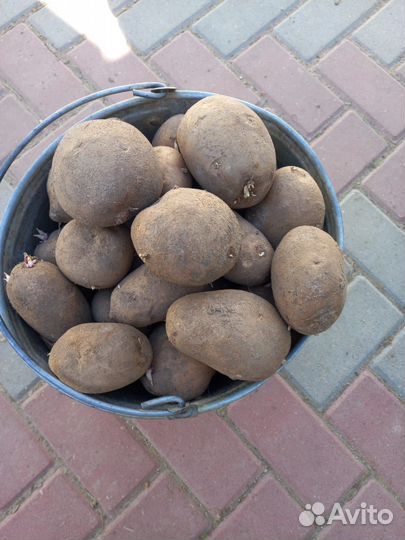 Картофель крупный и семенной