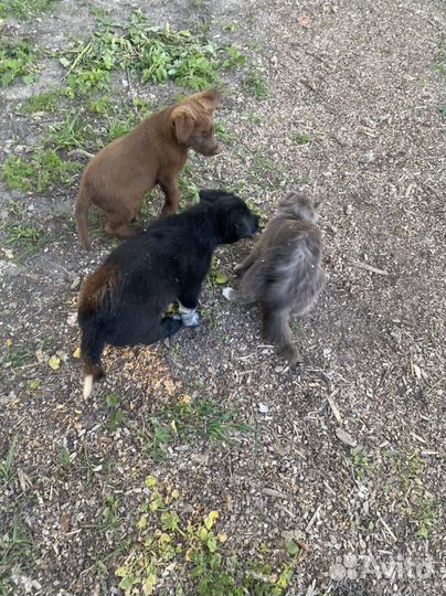 Щенки дратхаара 2мес