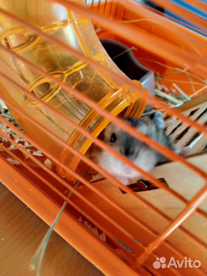 Джунгарские хомячки