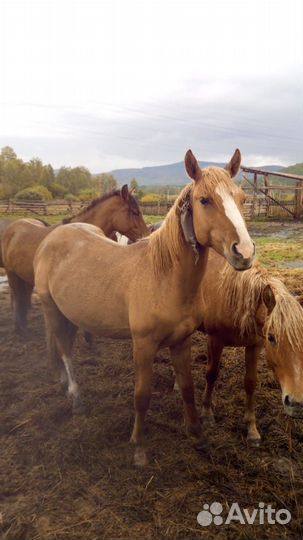 Продам жеребца