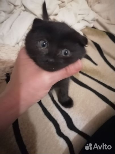 Шотладская вислоухая