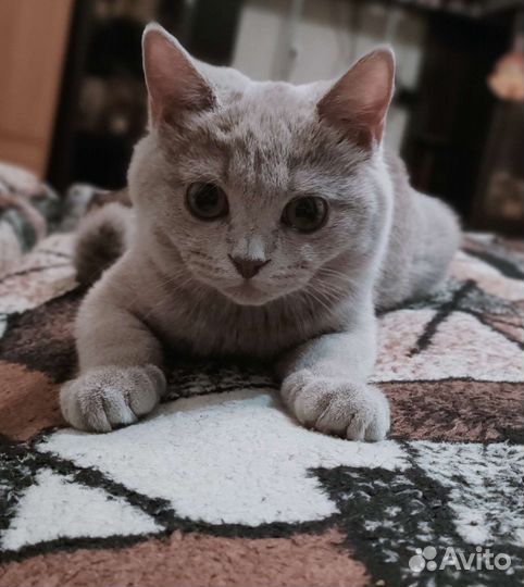 Кот британец отдам