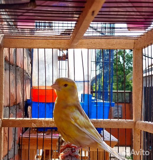 Канари певчие