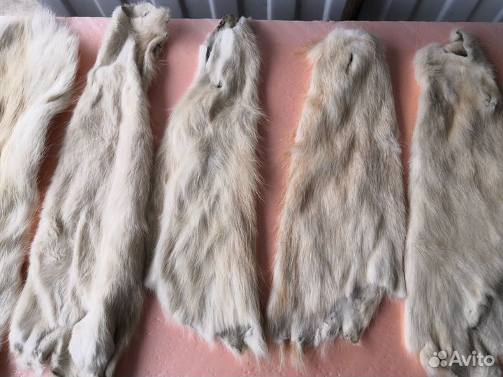 Шкуры нутрии