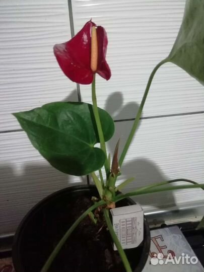 Комнатные цветы антуриум