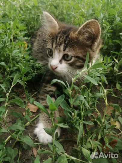 Кошки в добрые руки